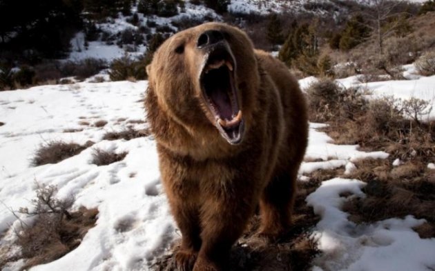 Играли на вертолетной площадке: в России медведь напал на детей