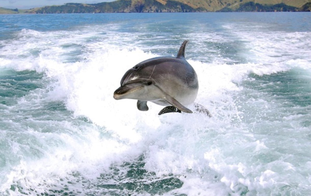 Из Крыма пытались вывезти двух дельфинов
