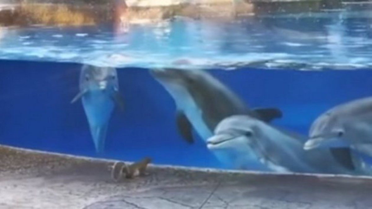 Дельфины впервые увидели белок: очень милая реакция животных