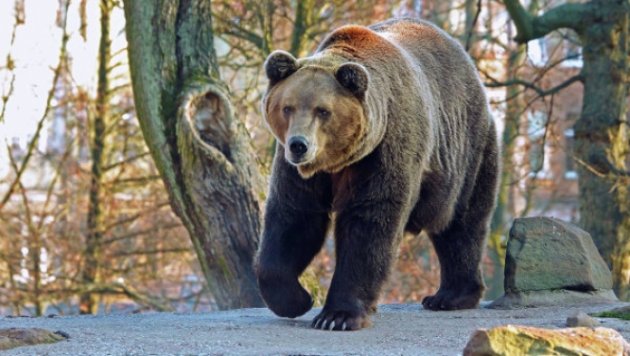 Сбежавший из зоопарка в РФ медведь убил пенсионера и ранил хозяина