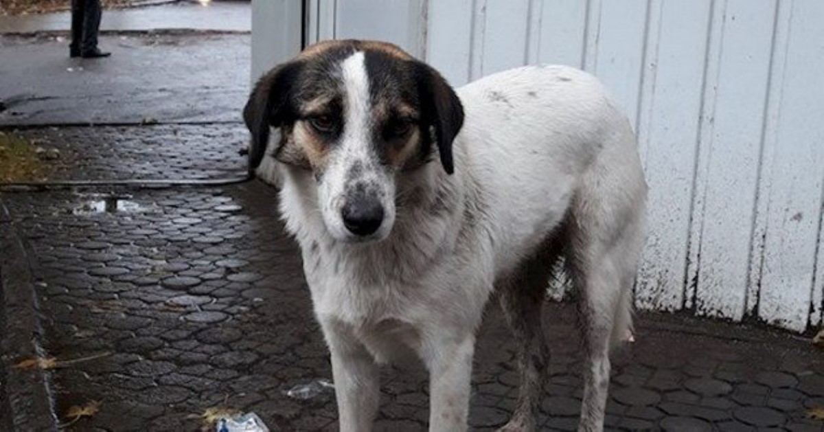 Хатико по-украински: сеть растрогала история с одинокой собакой