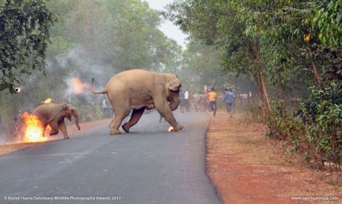 Фото с подожженным людьми слоненком выиграло конкурс Sanctuary