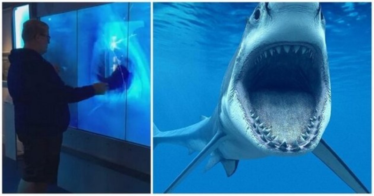 Большая акула атаковала посетителя в музее