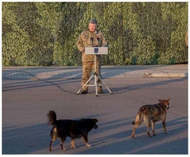 "Псы войны". Соцсети обсуждают собак, пришедших послушать речь Порошенко перед морпехами