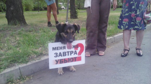 В Киеве жители заявили о задержании убийцы котов и собак