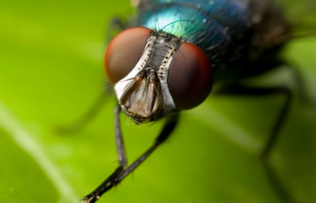 Ученые выяснили, почему человеку стоит бояться мух