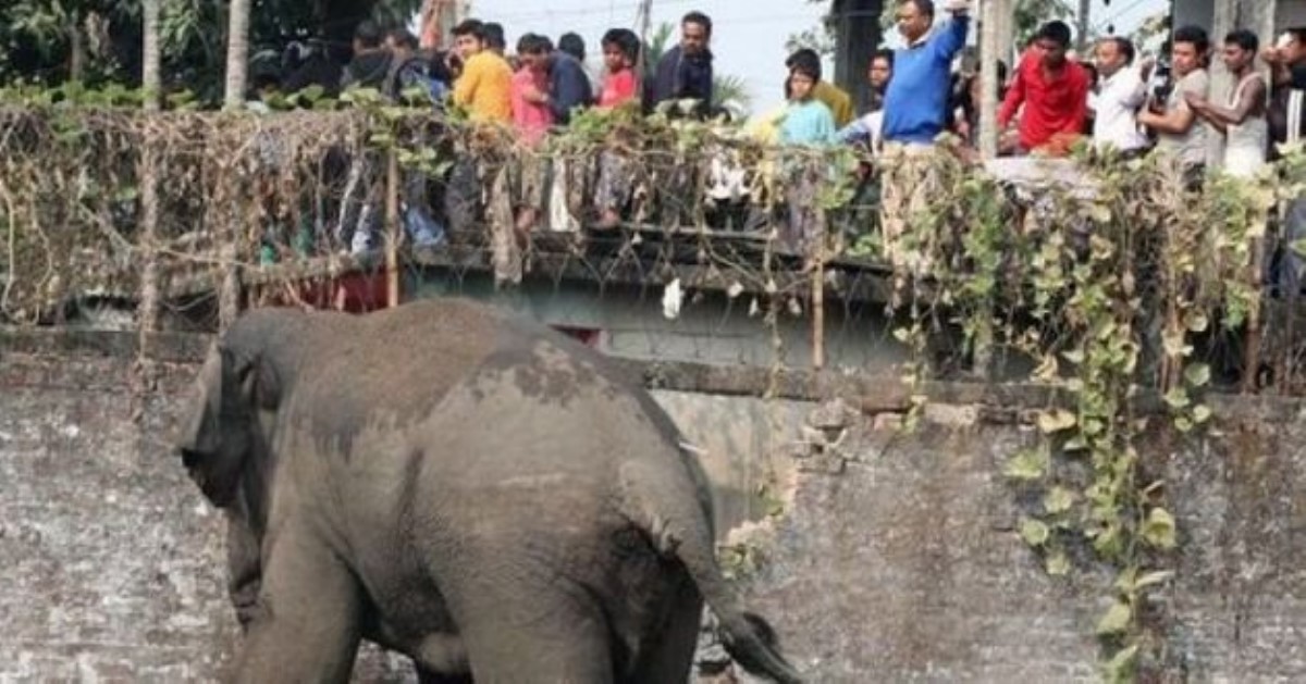 Слон затоптал насмерть: шокирующая история отдыха в Таиланде