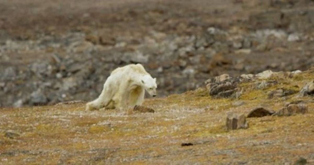 Мы все за это в ответе: мир потрясло видео с умирающим от голода белым медведем