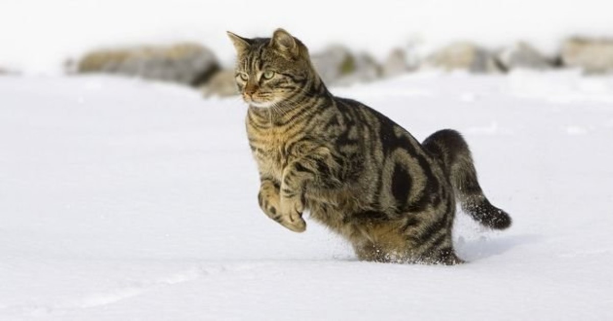Вы видели кота, весело резвящегося в снегу? Так смотрите!