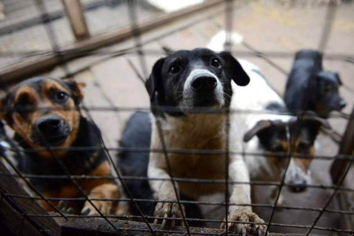 Ужас: приют для животных обстреляли, собакам выбили глаза