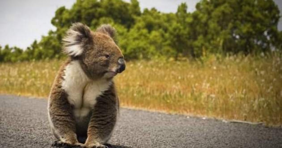 Как коалы могут устроить пробку на дороге