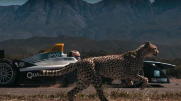 Электромобиль против гепарда: кто быстрее (видео)