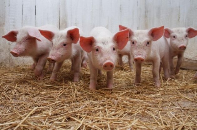 Украина импортировала свинины больше, чем отправила на экспорт
