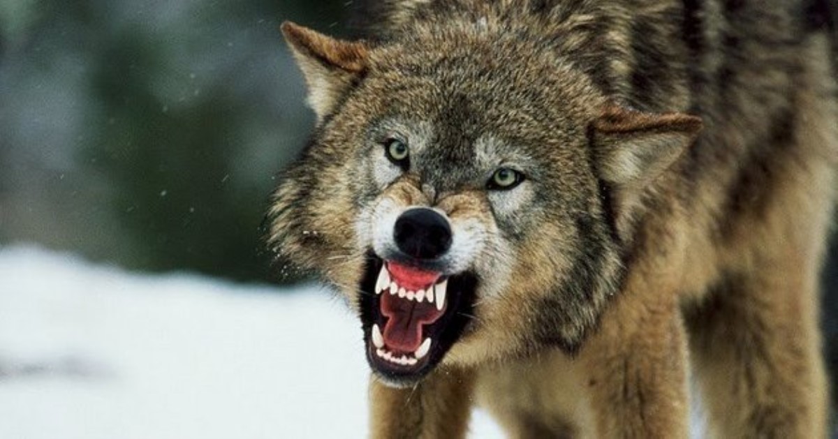 На Черниговщине произошло непредвиденное: волчица напала на селян