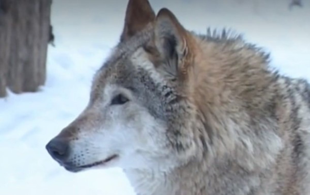 В Житомирской области волки терроризируют целое село