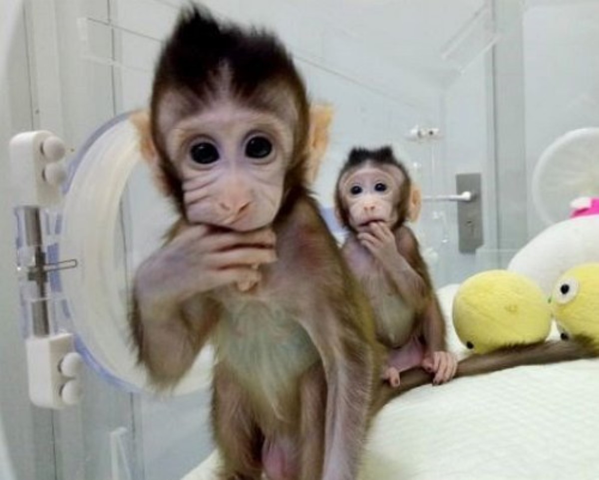 В Китае впервые в мире клонировали обезьян