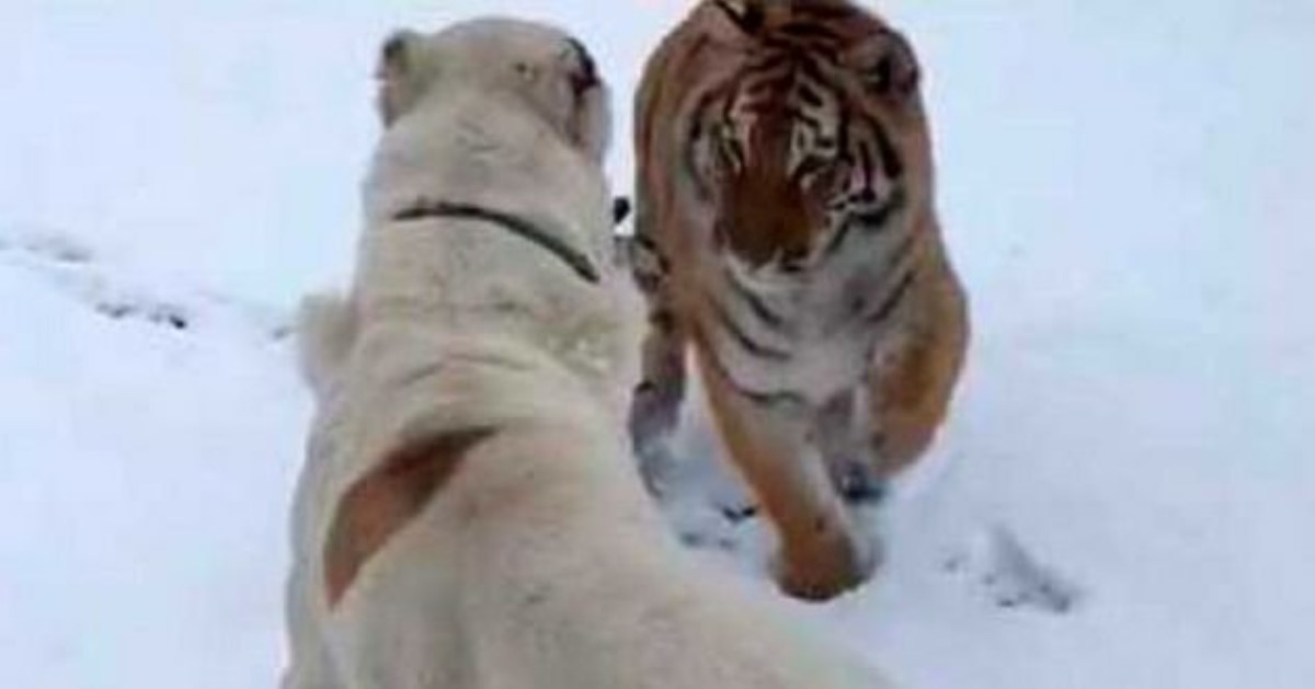 Тигр напал на алабая: кто вышел из схватки живым