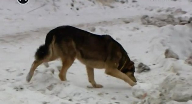 Собаки загрызли воина АТО: срок за жуткую трагедию получил пенсионер