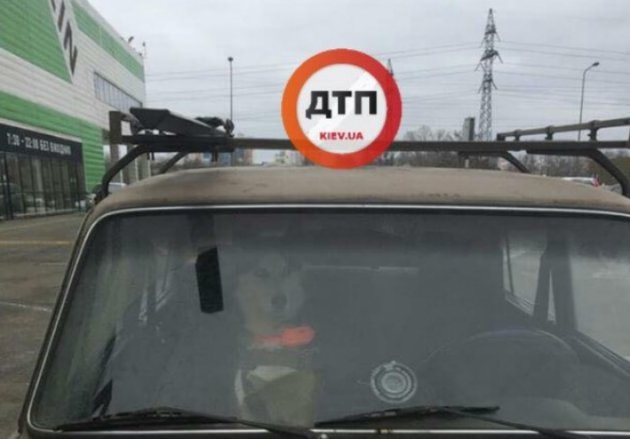 В Киеве собака породы хаски второй день сидит в закрытой машине