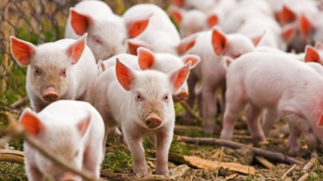 Украина запретила ввоз свиней из Польши