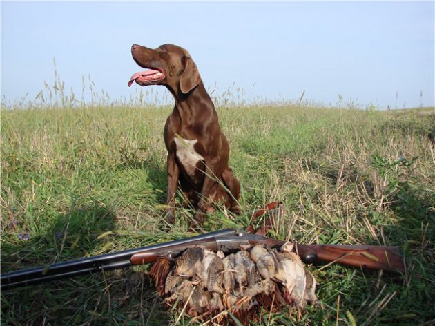 В России собака застрелила охотника