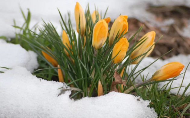 Уже не удивляемся: синоптики рассказали, какой будет весна