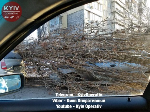 В Киеве дерево само рухнуло на припаркованные машины