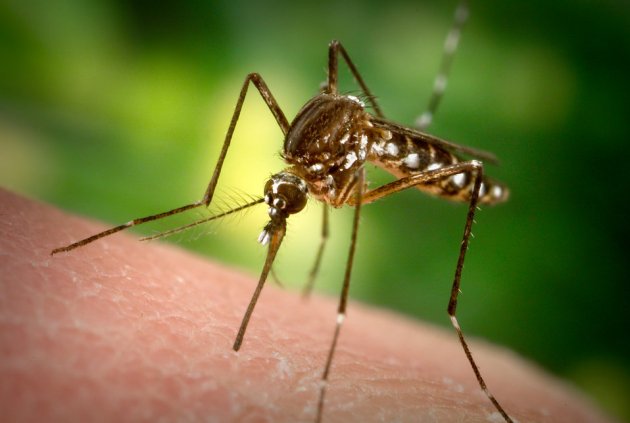 Ученые нашли способ предотвратить укусы комаров