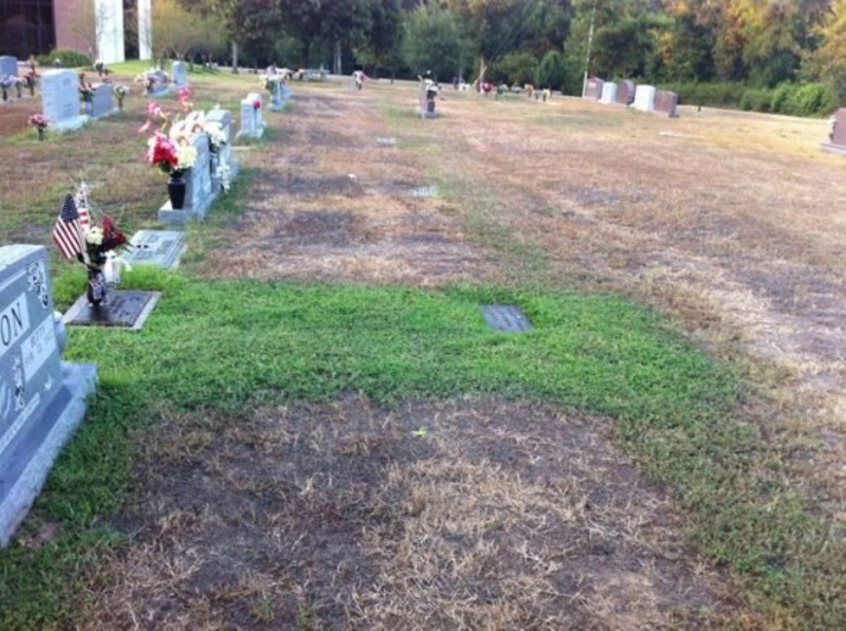 Батьки не могли зрозуміти, чому трава на могилі їхнього сина залишається зеленою. Але незабаром дізналися правду …