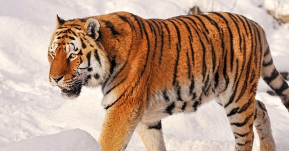Тигр на льду развеселил сеть: забавные кадры