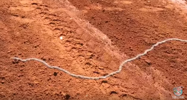В Австралии сотни гусениц выстроились в колонну, чтобы перейти дорогу. Видео