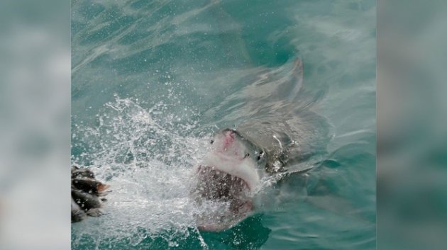В Сиднее акула напала на купавшуюся женщину