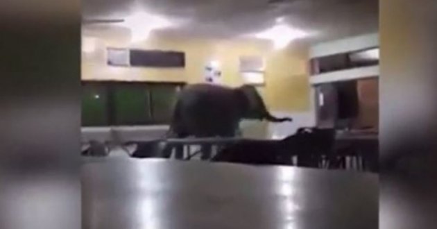В малазийскую школу забрел слоненок