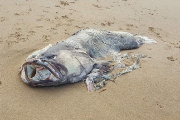В Австралии к берегу прибило ископаемое чудовище. ФОТО