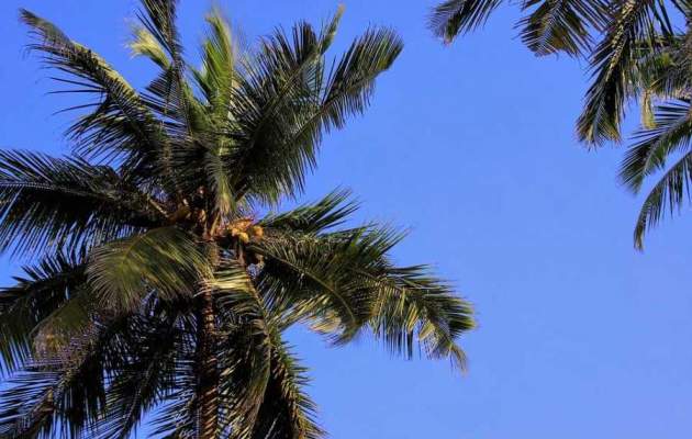 Скоро в Украине: климатологи спрогнозировали значительный сдвиг мест произрастания пальм