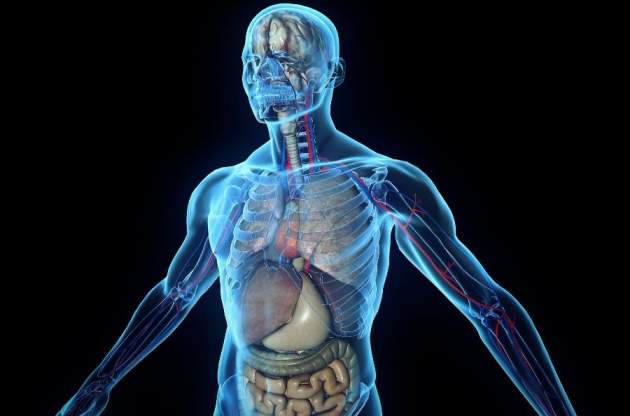 Медики обнаружили новый орган человеческого тела