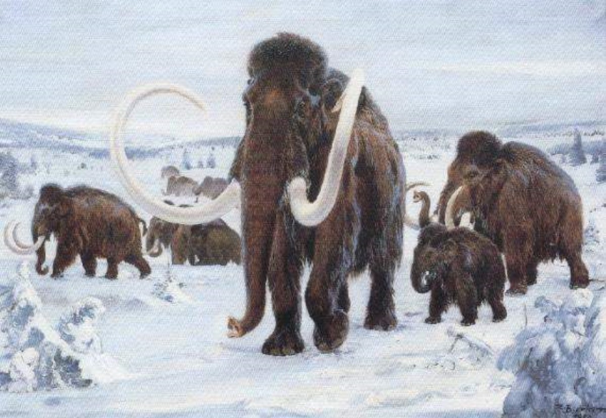 В США приступили к клонированию вымерших мамонтов из Сибири