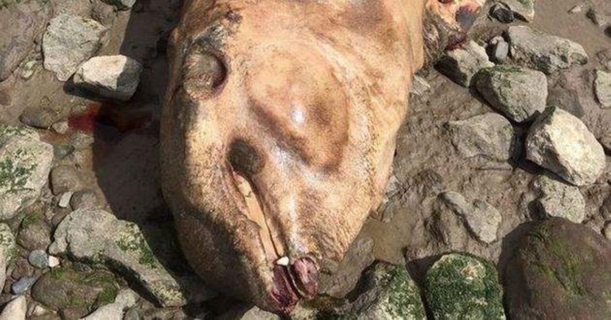 Лох-несское чудовище - 2: в Британии найдены останки безглазого "речного монстра"