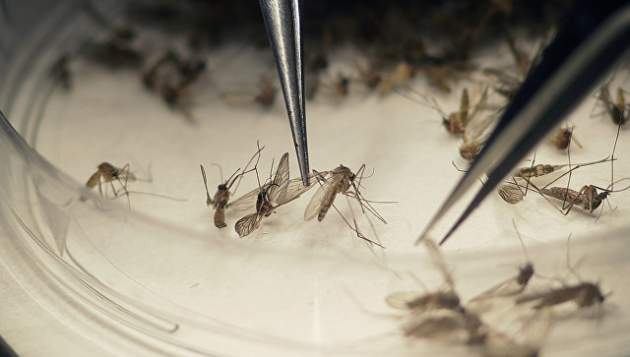 Не каждый рискнет выпить: найдена таблетка, убивающая комаров