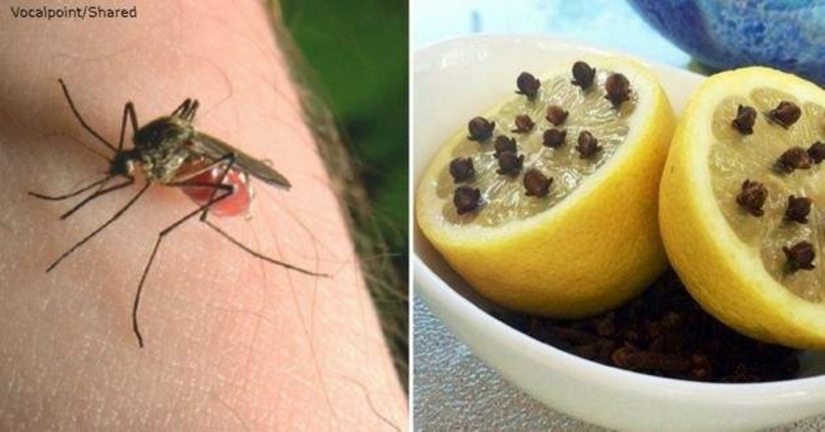 Комары не любят запах. Лимон с гвоздикой от комаров. Лимон и комары. Лимон от насекомых. Растение от комаров и мух.