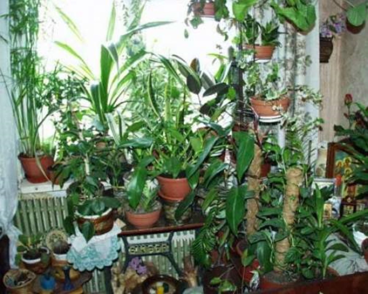 Комнатные растения, которые в состоянии очистить воздух