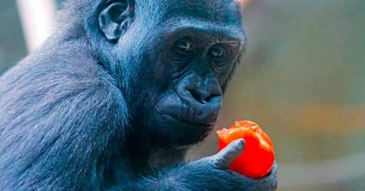 Ешь, как горилла: какие правила питания стоит перенять у обезьян?