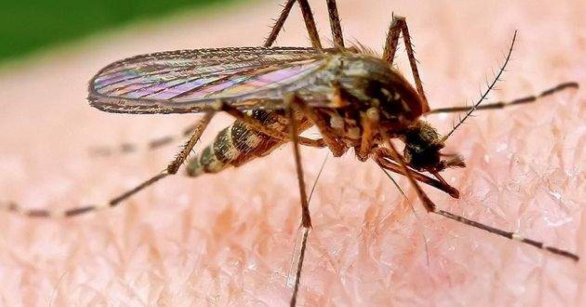 Комары-мутанты массово загоняют людей в больницы