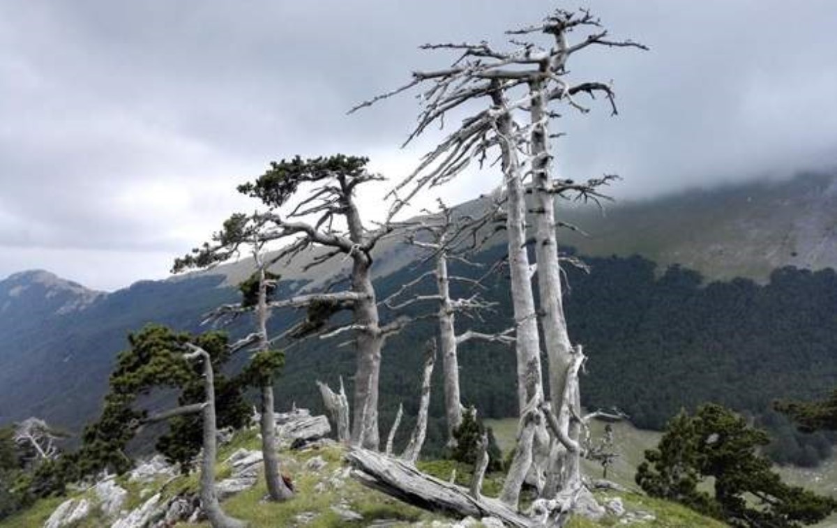 Ученые обнаружили старейшее дерево Европы