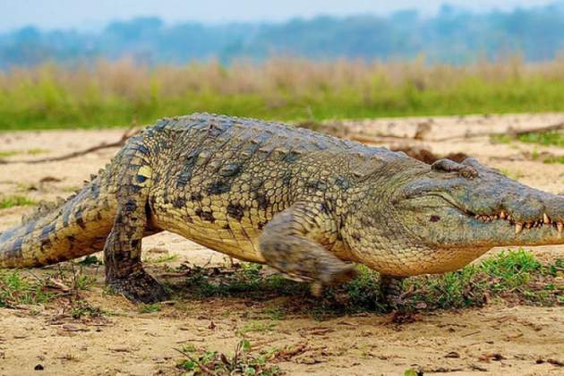 Ученые заставили крокодилов слушать Баха в томографе