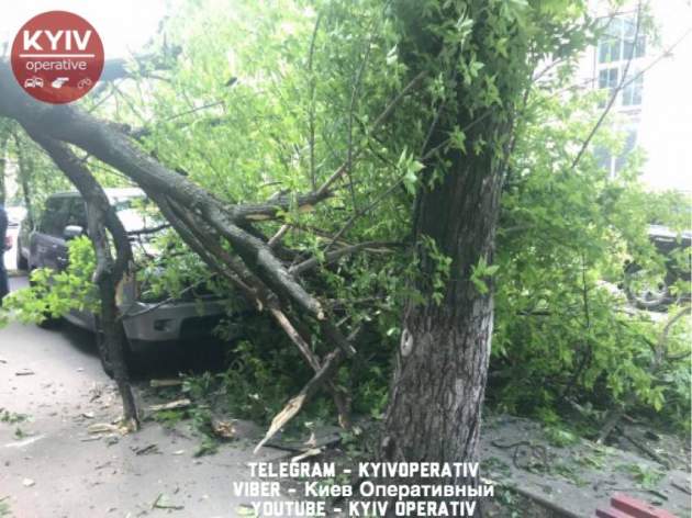 В центре Киева на припаркованный Range Rover рухнуло дерево