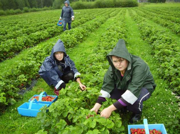 Украинские фермеры готовы платить сезонным работникам 200-300 грн в день