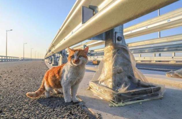 Кот затмил Путина на мосту в аннексированный Крым