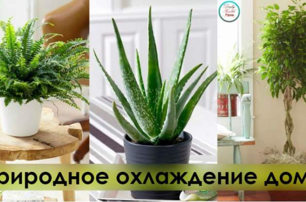Шесть растений, которые помогут сохранить прохладу в доме