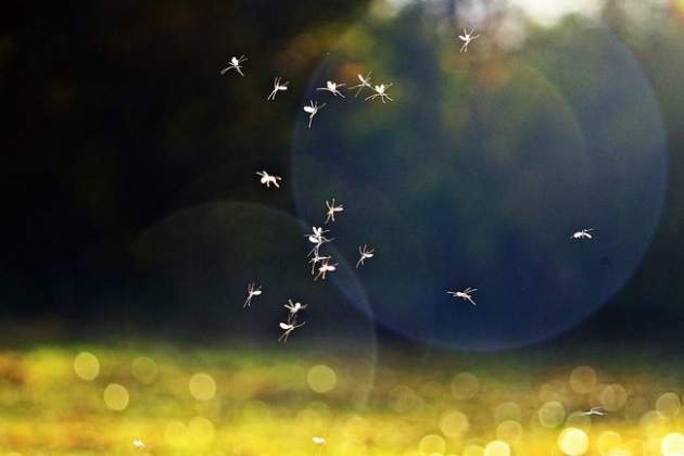 ТОП-10 самых опасных мифов о комарах